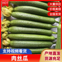 山东兰陵肉丝瓜油皮丝瓜产地直供货源充足