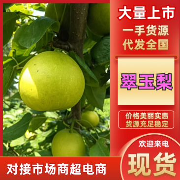 好吃好看的翠玉熟了，欢迎新老客户前来下单，也可以来果园看