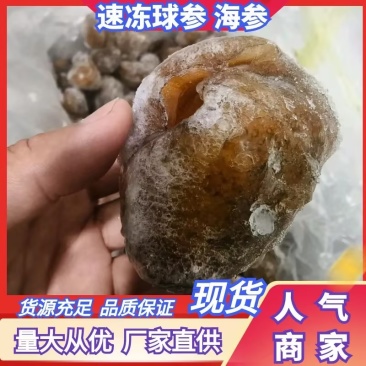 批发优质冻品球参源头直供海鲜水产冷冻海参球量大从优