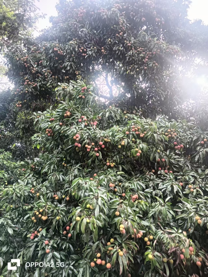 广西蒲塘禾荔淮枝荔枝产地直销保质保量欢迎咨询采购