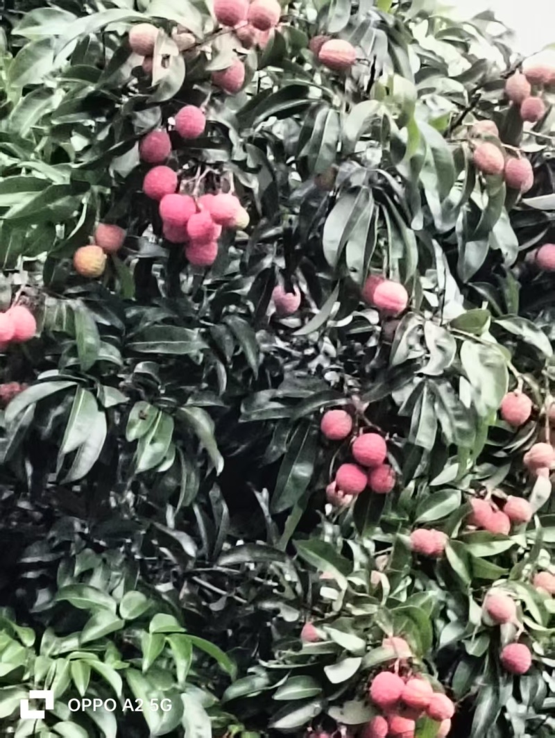 广西蒲塘禾荔淮枝荔枝产地直销保质保量欢迎咨询采购