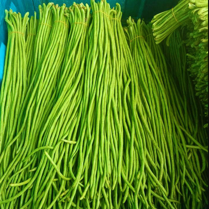 翠绿宝石豆角种子肉厚绿条长豆角结荚多耐高温耐老化