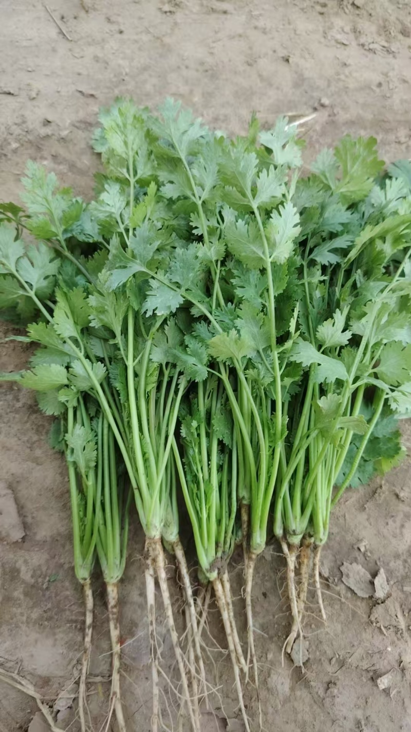 香菜精品大叶香菜，新鲜上市货源充足，产地直发这个香菜非常好