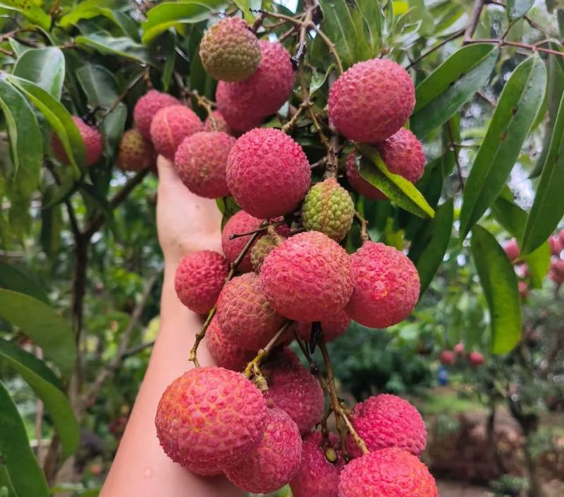 广东玉荷包荔枝阳西荔枝基地直供货源充足欢迎来电咨询
