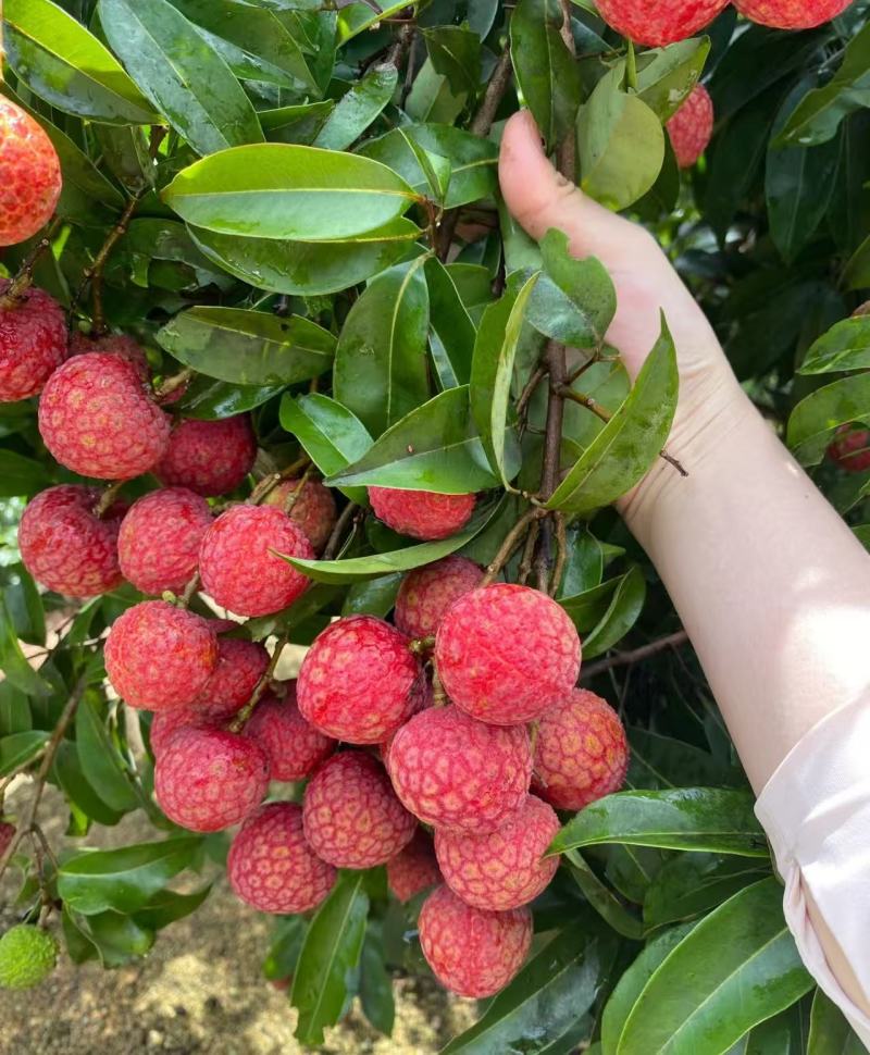 广东玉荷包荔枝阳西荔枝基地直供货源充足欢迎来电咨询