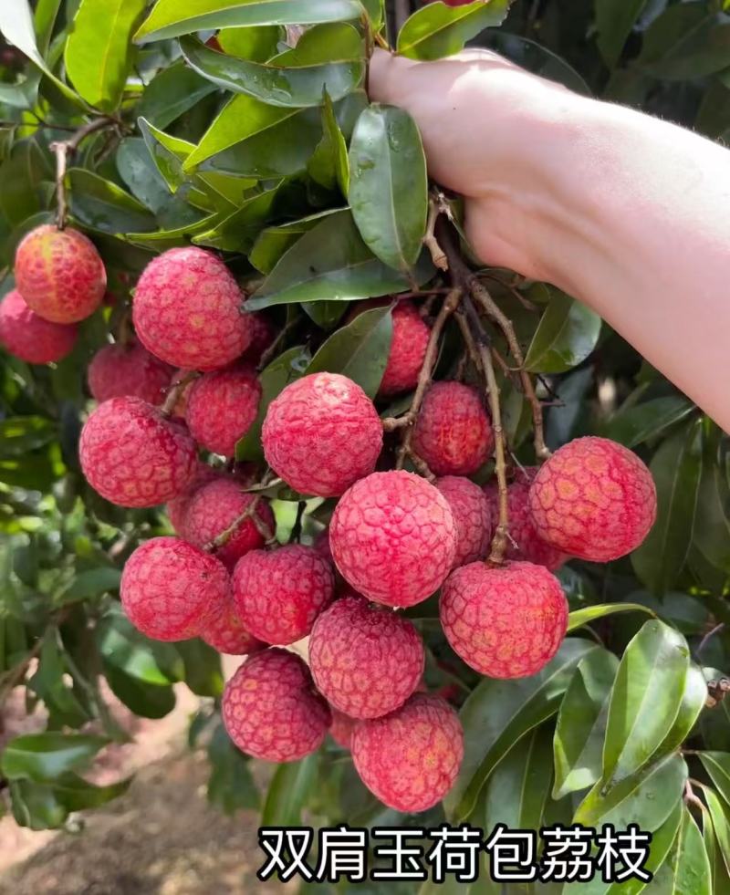 广东玉荷包荔枝阳西荔枝基地直供货源充足欢迎来电咨询