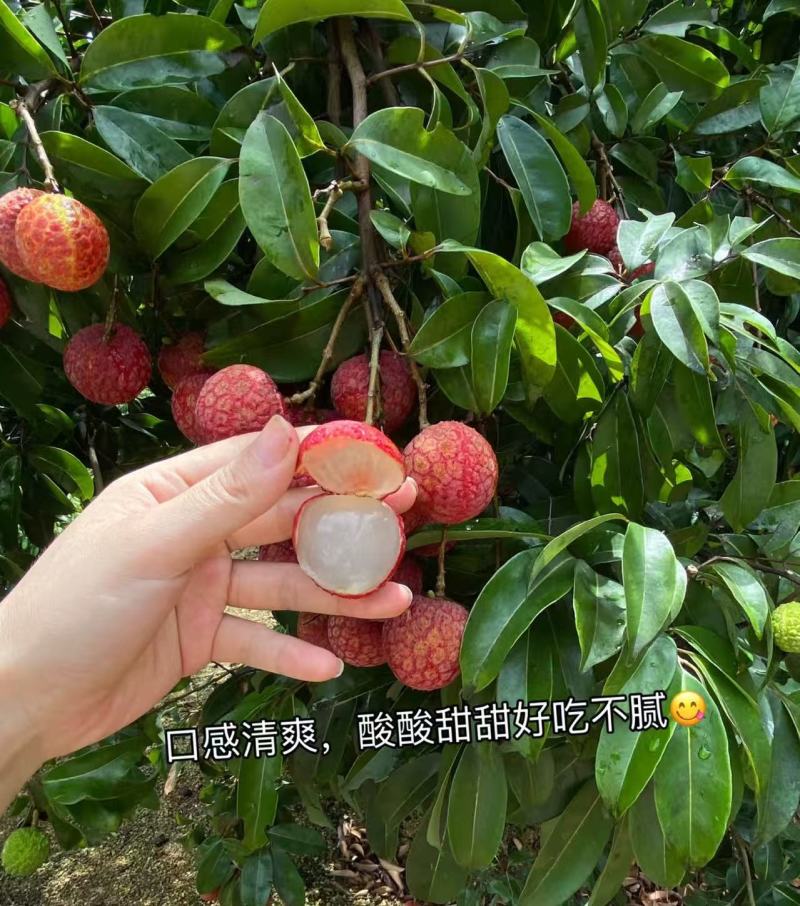 广东玉荷包荔枝阳西荔枝基地直供货源充足欢迎来电咨询