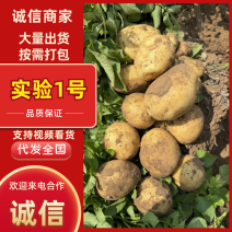实验1号土豆产地直销量大质优价格优惠欢迎各大老板采购