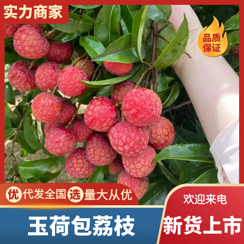 玉荷包荔枝广东荔枝现摘现发皮薄核小供应全国