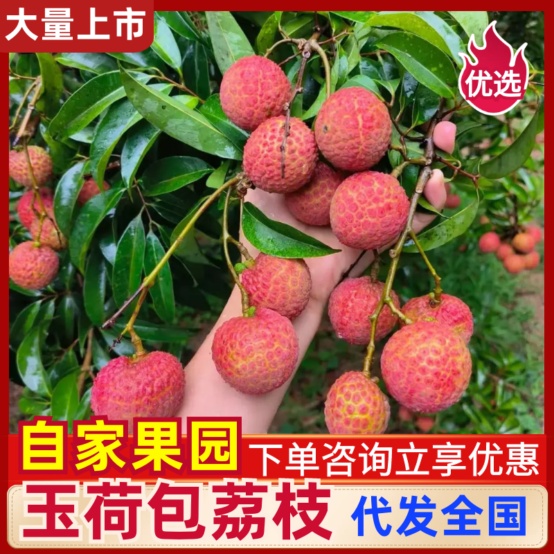 广东玉荷包荔枝阳西荔枝基地直供货源充足欢迎来电咨询