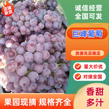 2025巨峰夏黑葡萄震撼上市江苏徐州万亩基地欢迎老板前来