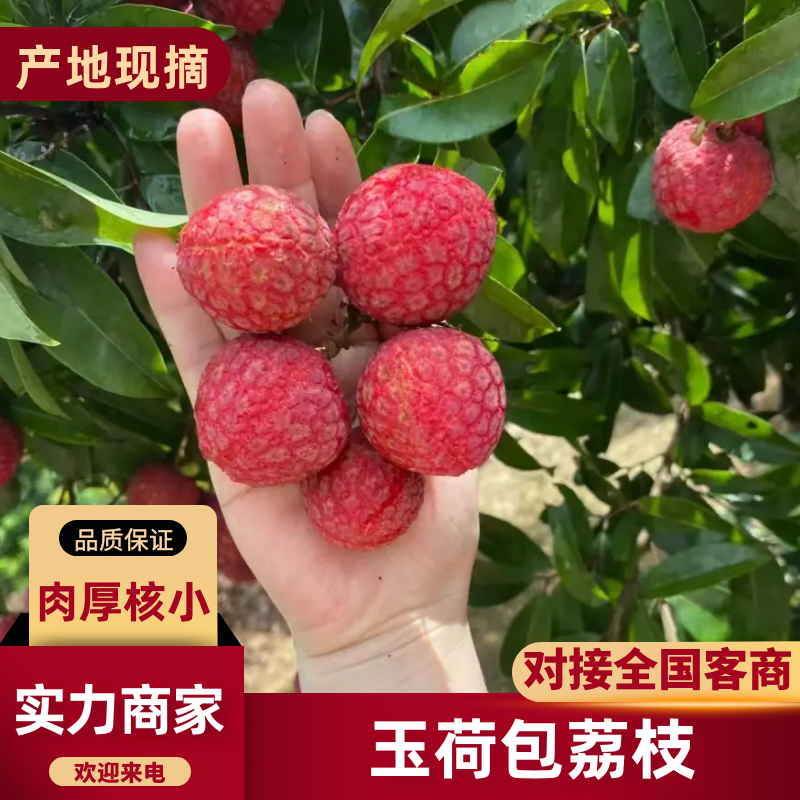 玉荷包荔枝广东荔枝货源充足基地直供商超品质欢迎咨询