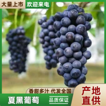 夏黑葡萄熟了，10-28g之间，串行好，果粉多，糖度高