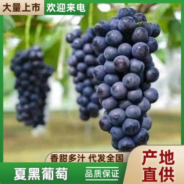夏黑葡萄熟了，10-28g之间，串行好，果粉多，糖度高
