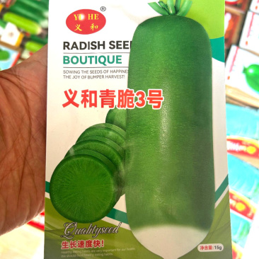 义和青脆3号萝卜种子秋萝卜种子绿皮绿肉质脆微辣