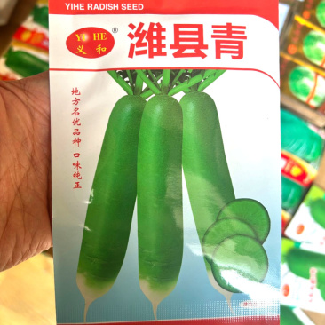 潍县青萝卜种子沙窝萝卜种子肉质翠绿生食脆甜多汁
