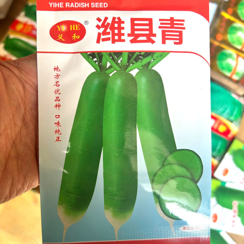潍县青萝卜种子沙窝萝卜种子肉质翠绿生食脆甜多汁