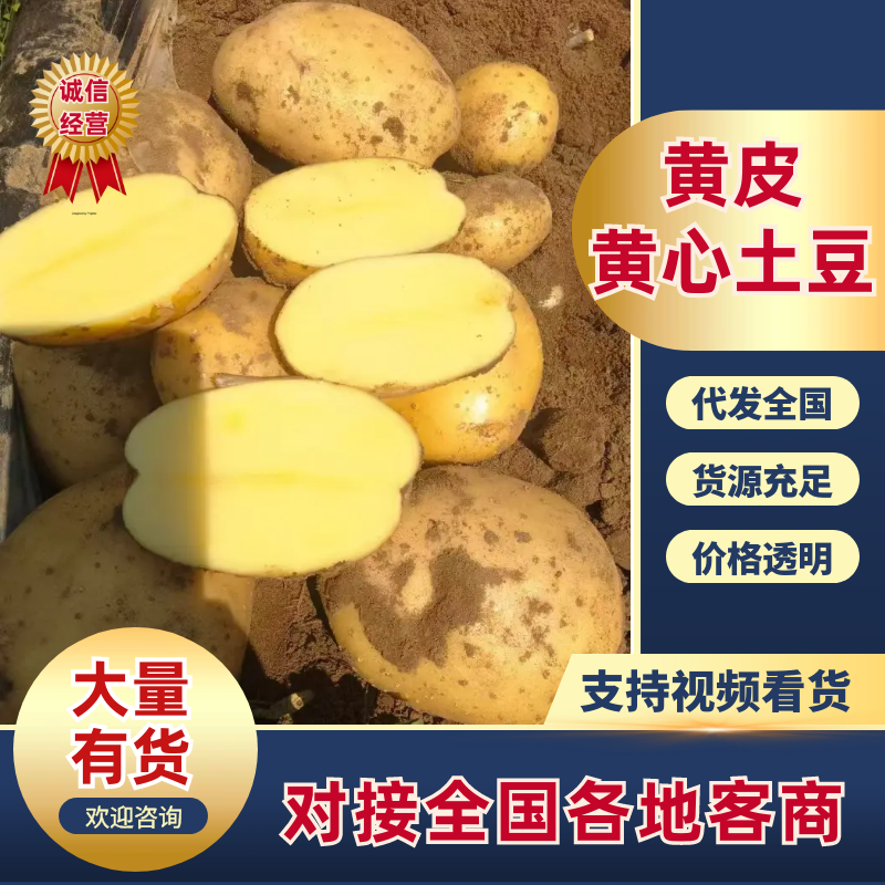 黄皮黄心土豆山西土豆产地直发品质保障对接全国市场