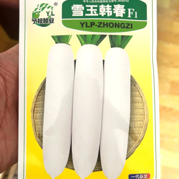 雪玉韩春白萝卜种子杂交直立花叶肉白色不易糠心须根少