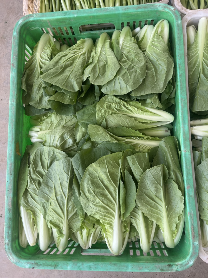 量大从优天然新鲜快菜产地直发规格齐全，现摘现发货发全国