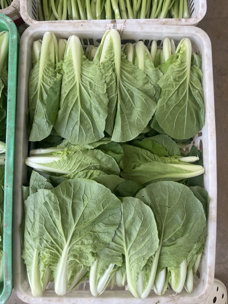 量大从优天然新鲜快菜产地直发规格齐全，现摘现发货发全国