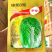 申荣8号大白菜种子黄心大白菜种子秋季黄心中熟杂交种