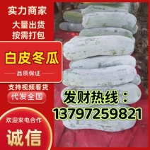 湖北嘉鱼精品白皮冬瓜黑皮万亩基地直销一手货源对接市场