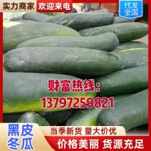 湖北嘉鱼精品黑皮冬瓜白皮品种齐全大量供应一手货源发市场