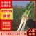 【精品】河南漯河钢葱大量上市/优质大葱钢葱/支持全国发货