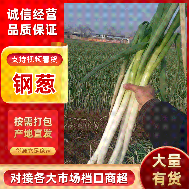 【精品】河南漯河钢葱大量上市/优质大葱钢葱/支持全国发货