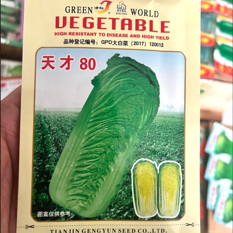 天才80青麻叶白菜种子中晚熟直筒合抱杂交大白菜种子