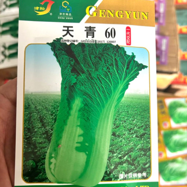 天青60青麻叶种子早熟杂交品种高桩直筒青麻菜种子