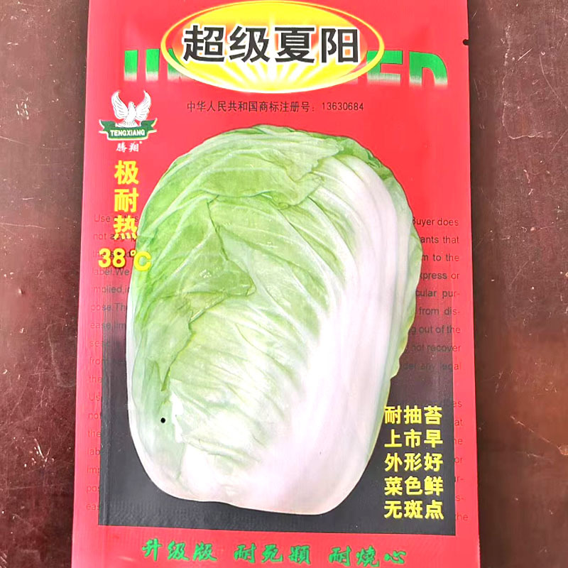 超级夏阳白菜种子耐热早熟反季节耐抽苔结球大白菜种籽基地用