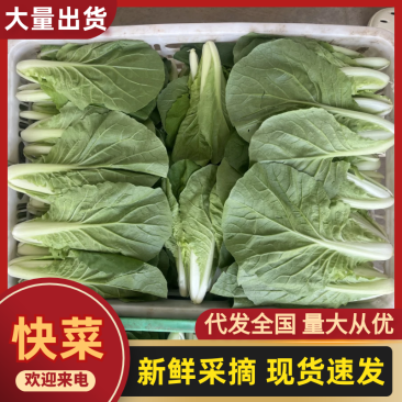 量大从优天然新鲜快菜产地直发规格齐全，现摘现发货发全国