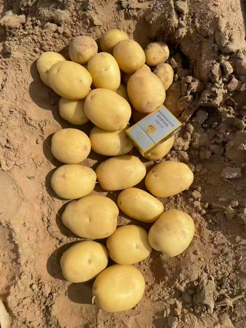 精选希森6号土豆陕西产地直供质量保证规格齐全欢迎订购