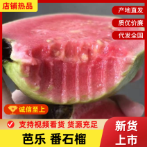 广东芭乐货源充足量大从优品质保证价格美丽