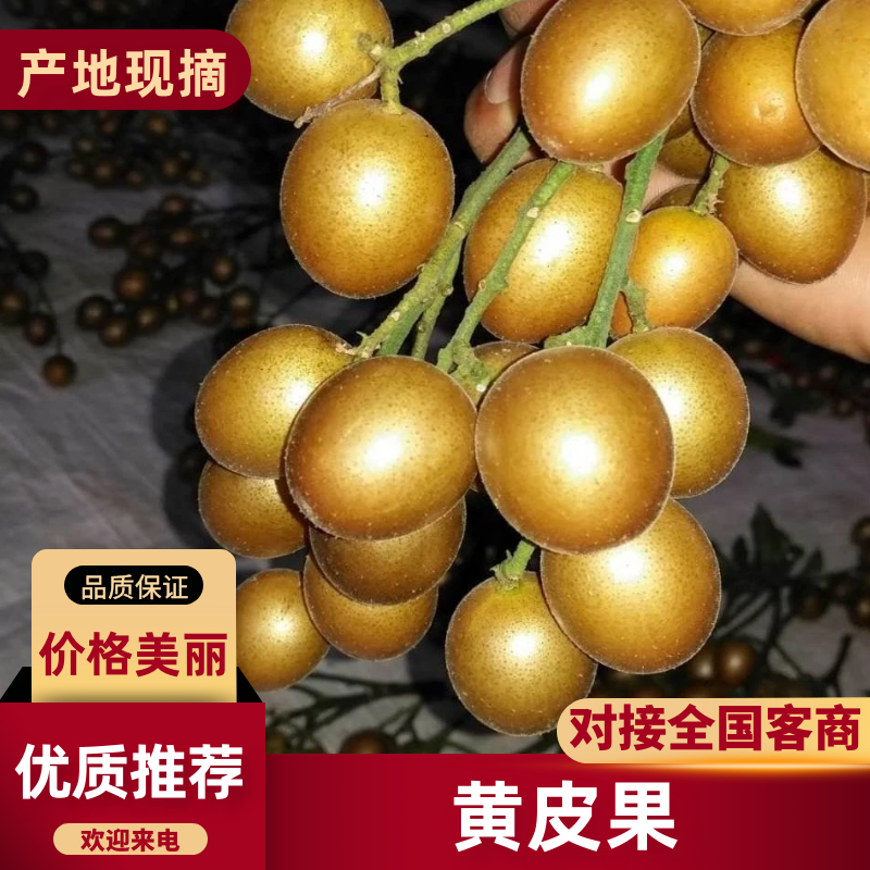 贵妃黄皮果基地直发品质保证诚信经营欢迎来电