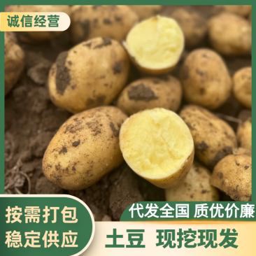 v7土豆河南土豆黄皮黄心万亩基地持续供应代发全国