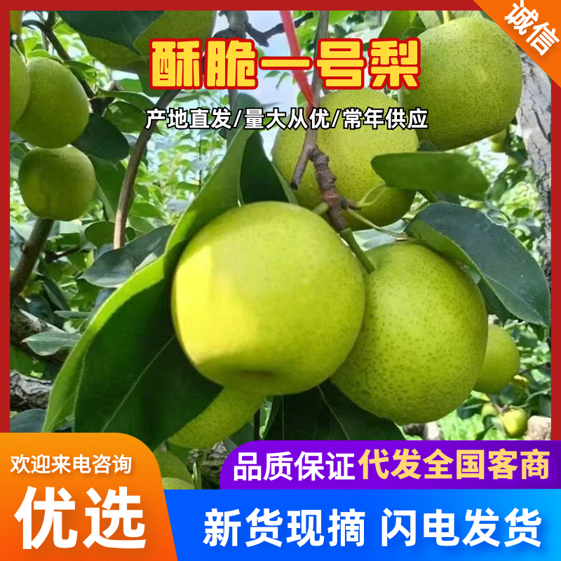 砀山梨品质保证服务周到产地直发价格美丽
