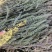荆芥籽大量现货供应中现在正是种植季，欢迎来电质询