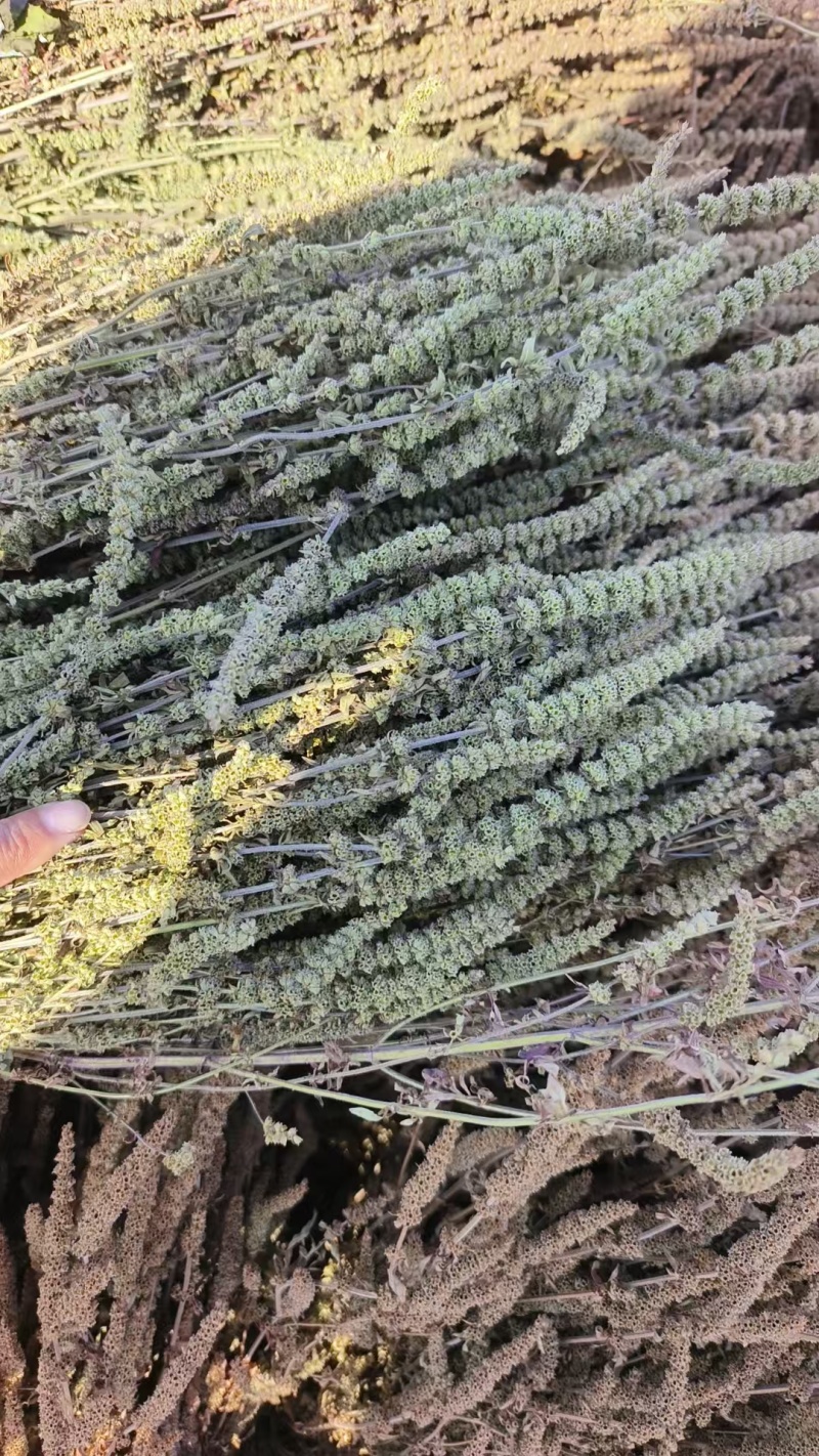 荆芥籽大量现货供应中现在正是种植季，欢迎来电质询