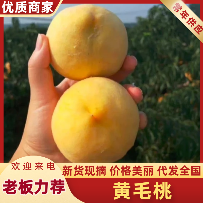 黄毛桃品质保证服务周到产地直发价格美丽