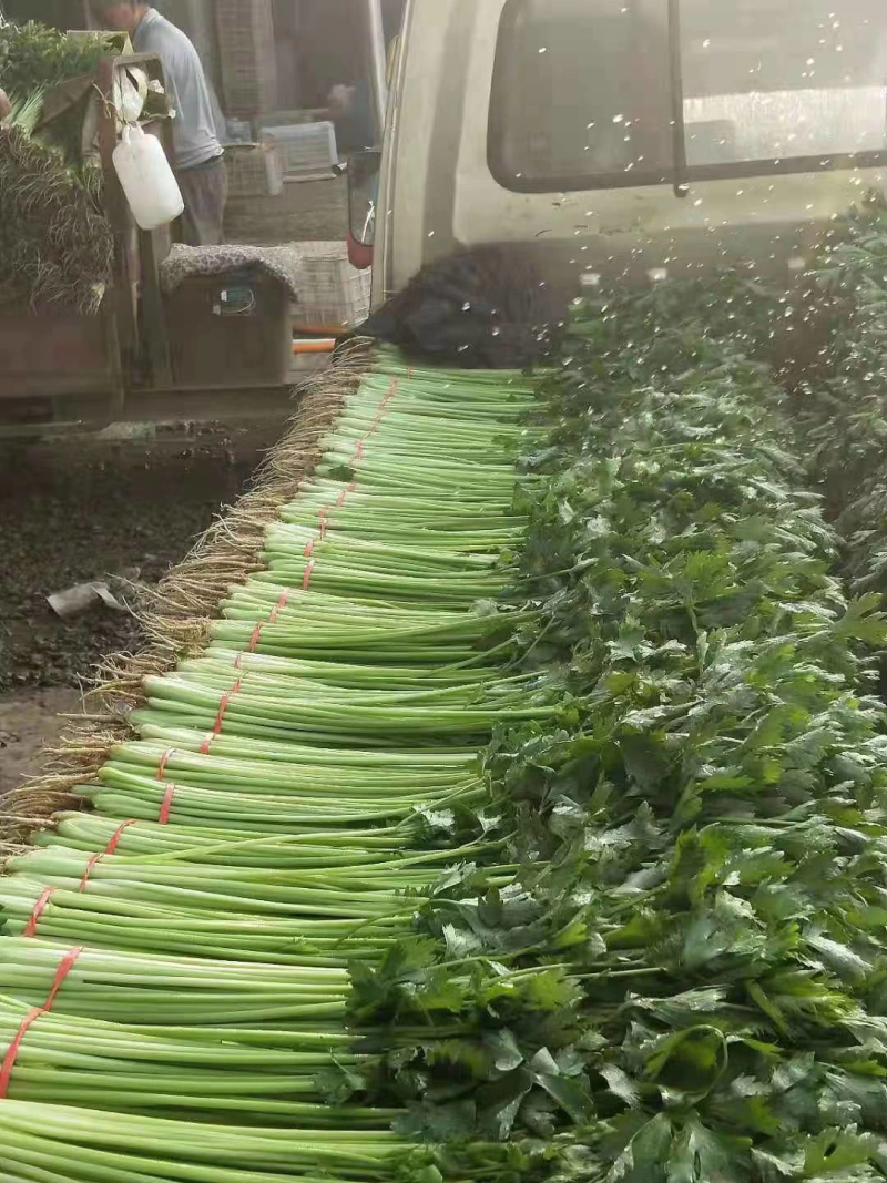 甘肃定西精品毛芹无空心品质好产地现采专人打包装车