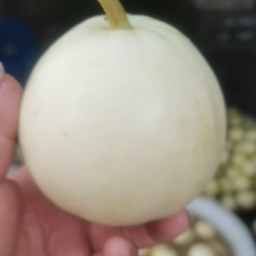 美浓甜瓜大量有货对接各大平台新鲜一手货源