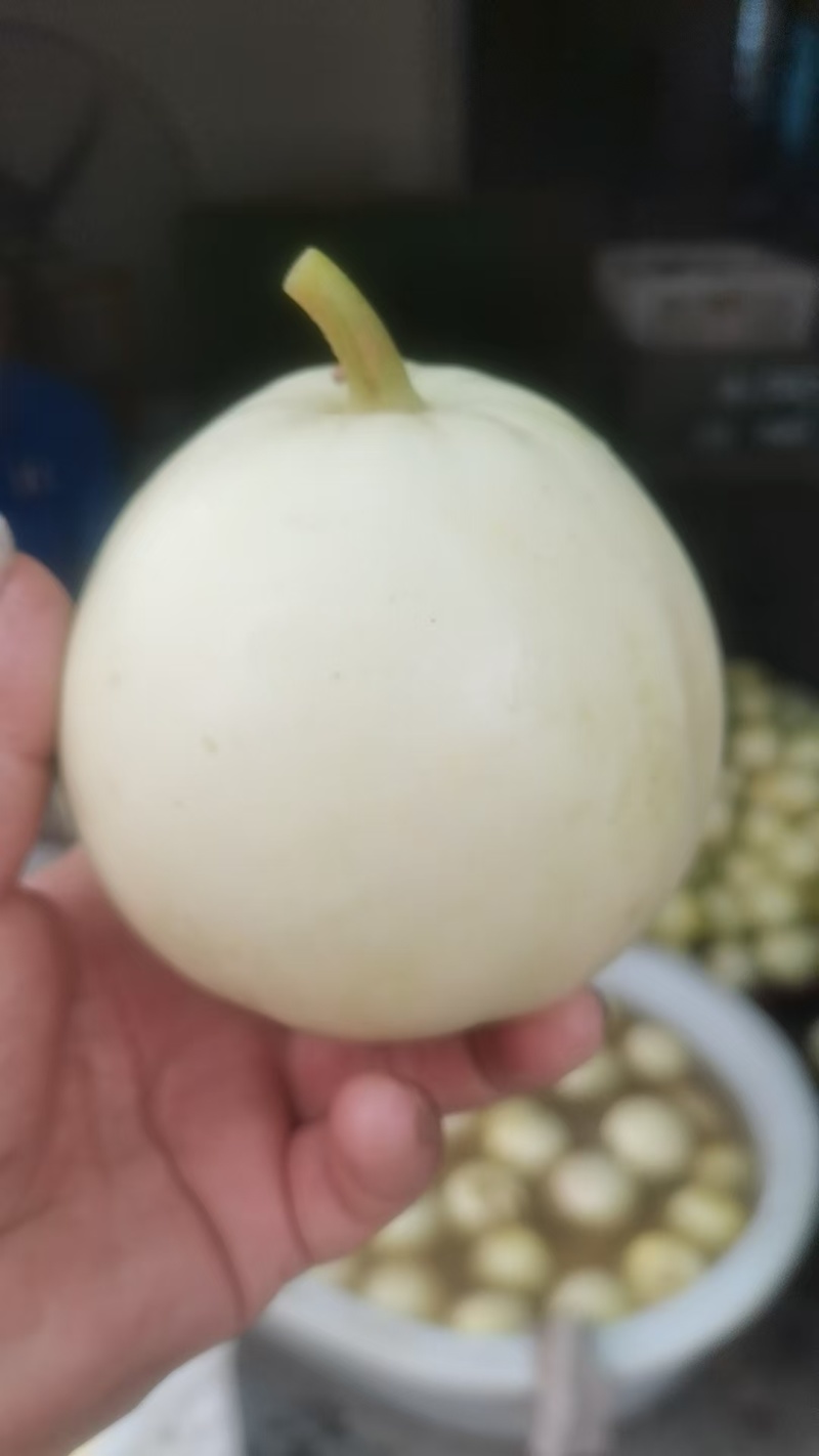美浓甜瓜大量有货对接各大平台新鲜一手货源
