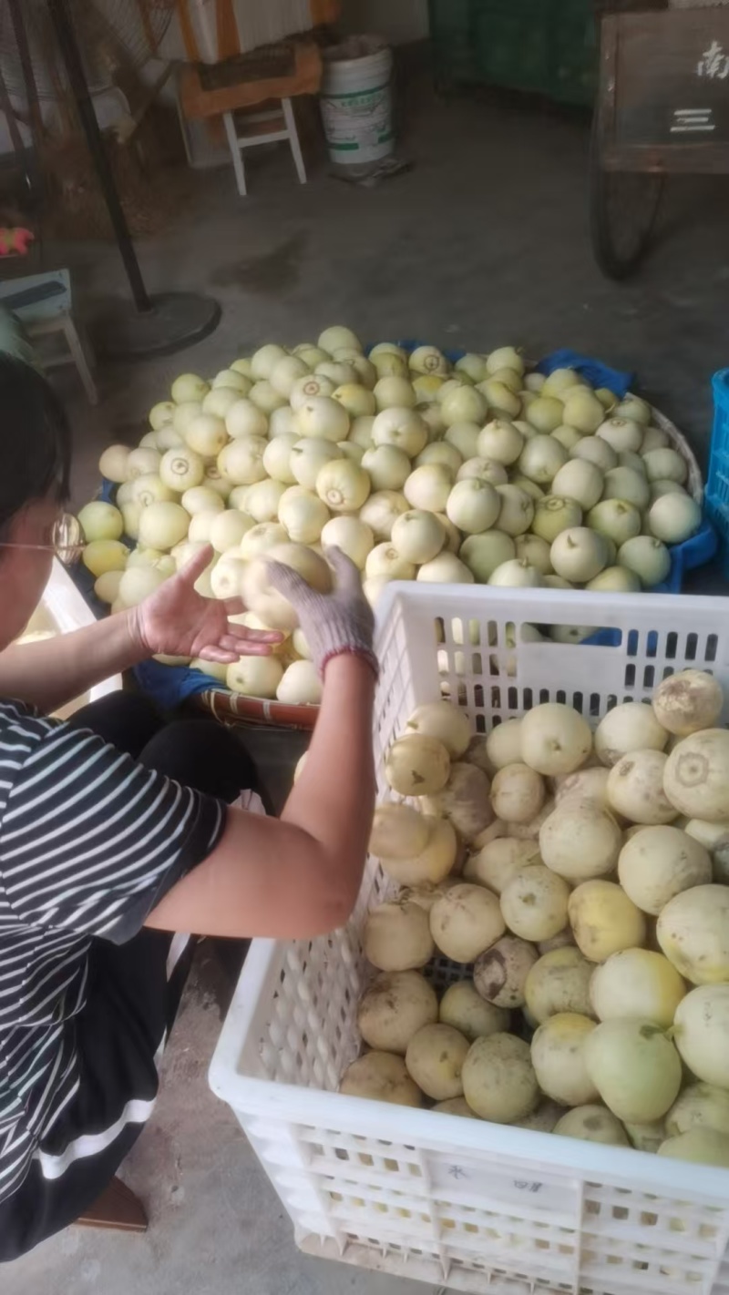 美浓甜瓜大量有货对接各大平台新鲜一手货源