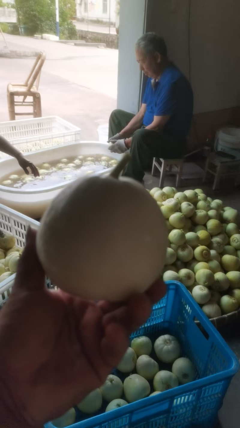 美浓甜瓜大量有货对接各大平台新鲜一手货源
