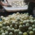 美浓甜瓜大量有货对接各大平台新鲜一手货源
