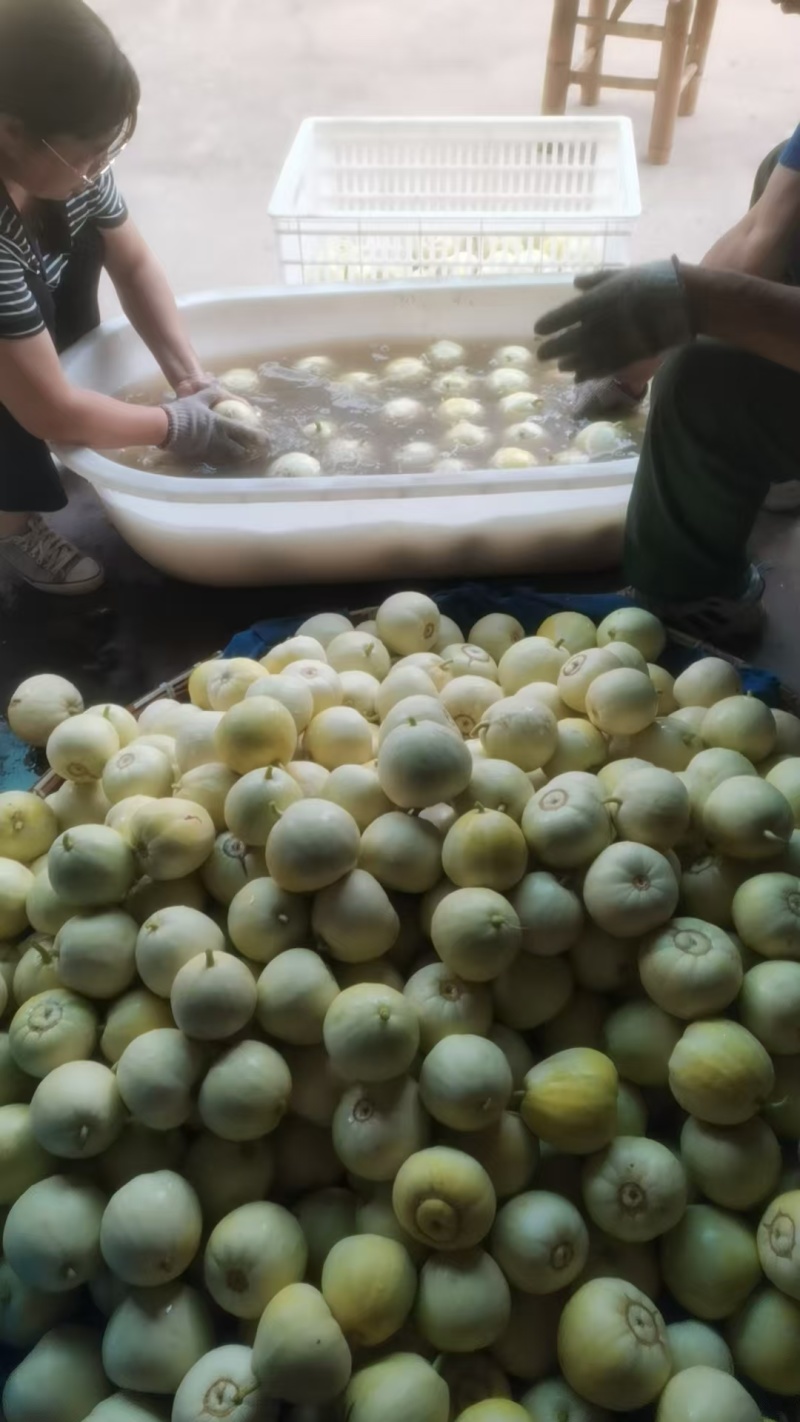 美浓甜瓜大量有货对接各大平台新鲜一手货源