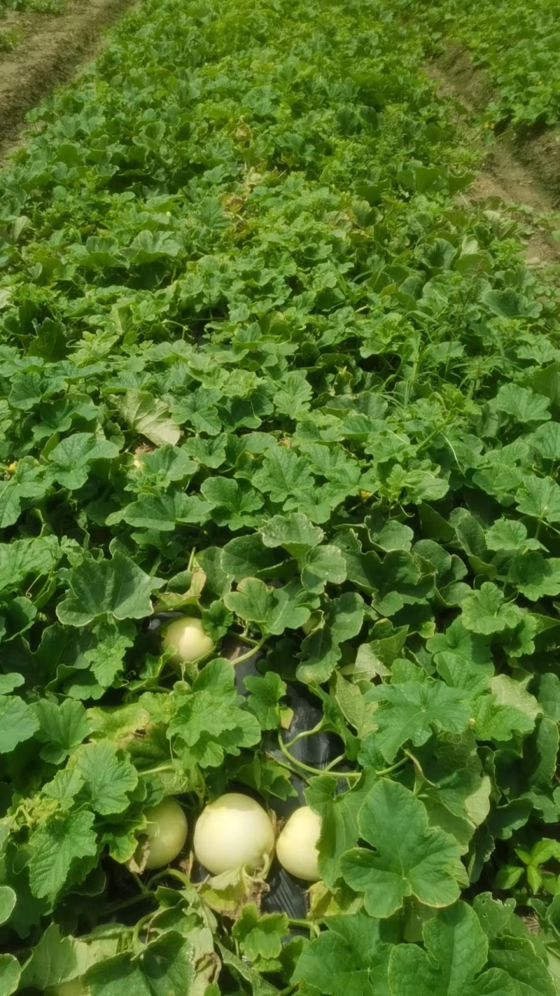 美浓甜瓜大量有货对接各大平台新鲜一手货源